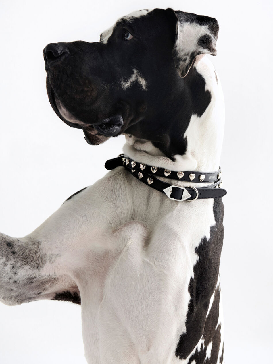 THE ATTICO Pet collar black BLACK/SILVER SPEWOT000006L019B065