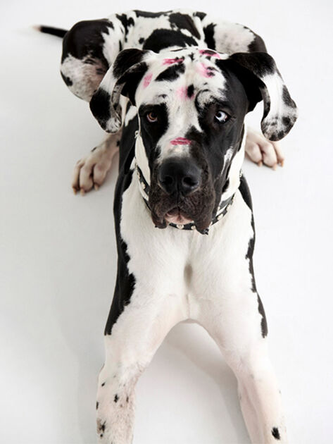 THE ATTICO Pet collar black BLACK/SILVER SPEWOT000006L019B065