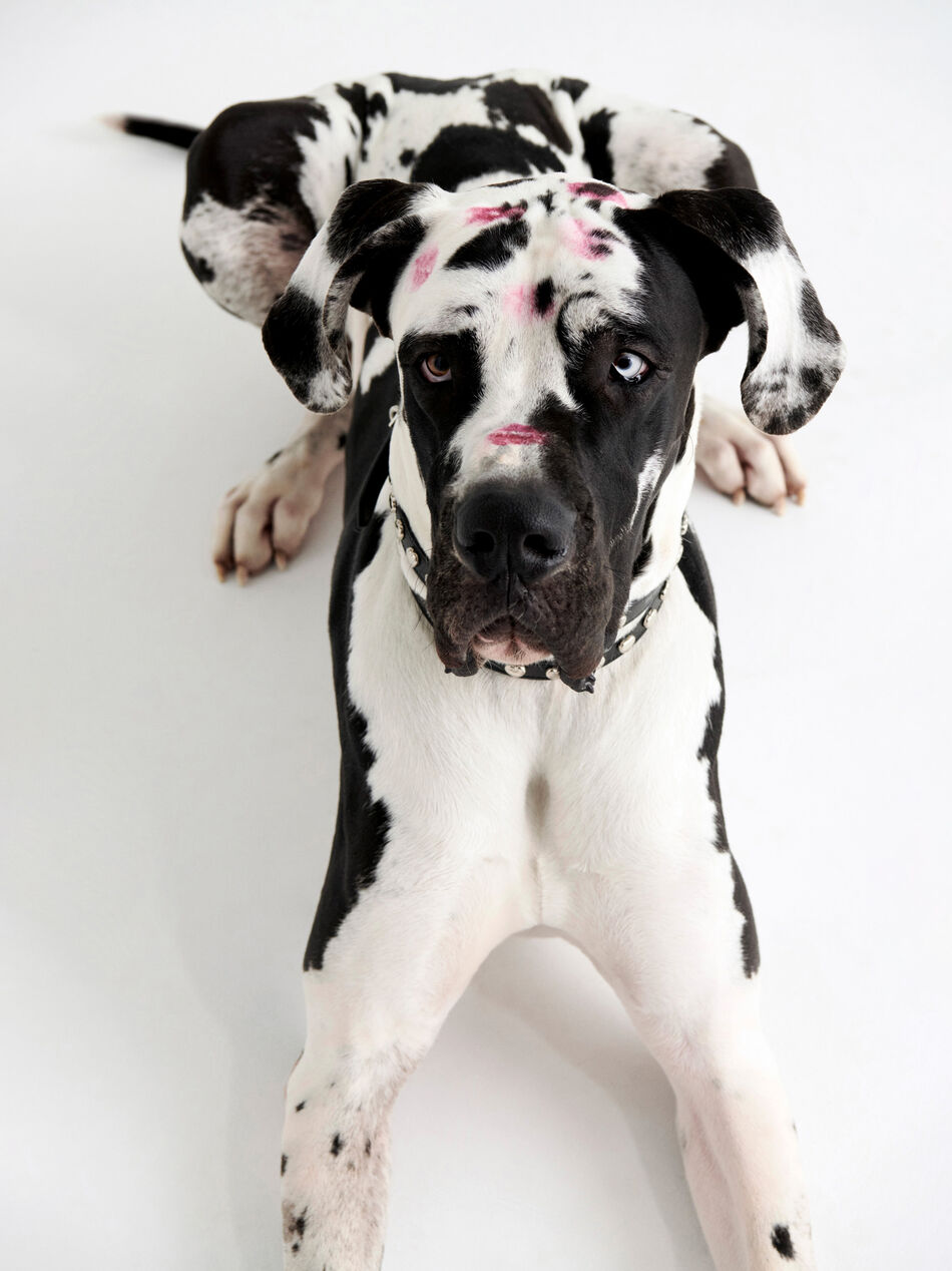 THE ATTICO Pet collar black BLACK/SILVER SPEWOT000006L019B065